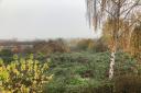 WILD: Woodmancote in Warndon has been described as a jungle but is being reclaimed by residents thanks to Sanctuary Housing