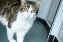RSPCA: Caspian is looking for a home