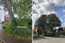 SAVED: The sycamore tree saved in London Road