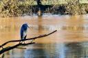 PICTURE: A heron has been pictured relaxing on a branch overlooking the River Severn in Worcester.