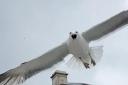 FURIOUS: A city resident has slammed Worcester City Council over proposed cuts to tackle seagull attacks.