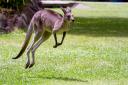 CURIOUS: A 'kangaroo' was spotted in Warndon Villages (stock image)