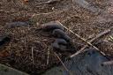 The family of otters were playing on debris stuck on Worcester bridge.