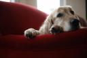 1 in 3 dog owners notice their pets appear down or depressed during the dreary, cold months, according to the pet charity PDSA.