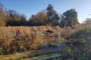 RESTORATION: Work has been undertaken on three ponds to improve habitats at a popular nature trail.