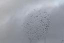 VIDEO: A murmuration has been captured on video near Droitwich.