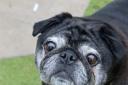 SWEET: Doug the Pug is in need of a new home as the Dogs Trust seek to find him the perfect match