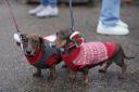 Nearly 3,000 dog-friendly Christmas events are held in Worcester during the festive season