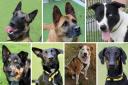 Can you give one of these seven dogs a new home?