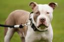 XL Bully dogs have been banned by the Government
