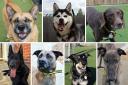 Can you rehome one of these seven dogs?
