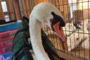 Wychbold Swan Rescue is currently looking after the injured Worcester swan.