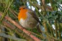 Camera club member Jacqui Hudson spotted this robin recently