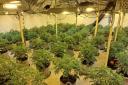 RAID: Cannabis plants were seized during the raid in Hanbury, near Droitwich