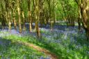 The carpet of bluebells in Stanmer Wood