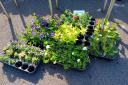 Nailsea in Bloom maintains seasonal planters and summer garden beds around the town