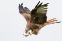 A Red Kite swoops down on its lunch. Picture by Sue Dudley.