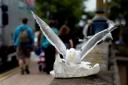 BUDGET: Cash-strapped Worcester City Council is planning to cut its gull control budget by half next year