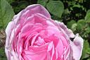History in bloom: Rosa x centifolia originated in the 1450s.