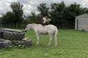 BIZARRE: Goat 'rides' horse at Churchfields