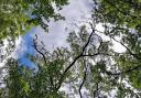 TREES: Ash dieback seen in mature trees. Pic. Eleanor Reast
