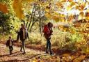 Seven of the best woodland walks in Worcestershire