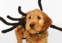 Boohoo & Pets at Home: Where to get Halloween outfits for your dog (Boohoo.com)