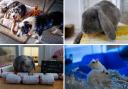 These 6 animals with RSPCA in Worcestershire need forever homes (RSPCA/Canva)