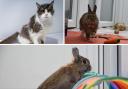 These 3 animals with RSPCA in Worcestershire need forever homes (RSPCA/Canva)
