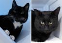 These 2 cats with RSPCA in Worcestershire need forever homes (RSPCA/Canva)
