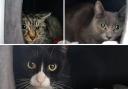 Three cats with RSPCA in Worcestershire need forever homes (RSPCA/Canva)