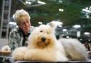 An old English sheepdog with their owner during the first day of the Crufts Dog Show at the Birmingham National Exhibition Centre (NEC) Picture: PA