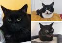 These 3 cats with RSPCA Worcestershire need forever homes (RSPCA/Canva)