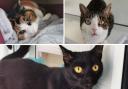 These 3 cats with RSPCA in Worcestershire need forever homes (RSPCA/Canva)