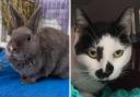These 2 animals with RSPCA in Worcestershire need forever homes (RSPCA/Canva)