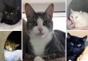 These 5 cats with RSPCA in Worcestershire need forever homes (RSPCA/Canva)