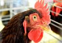 ANTI SOCIAL: A noisy cockerel is making people's lives a living nightmare in Arboretum, Worcester.