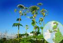 WARNING: Dangerous toxic plant giant hogweed which can cause blindness spotted near Worcester (WhatShed and Pixabay)