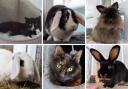 These 6 animals with RSPCA Worcestershire are looking for forever homes (RSPCA/Canva)