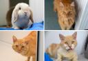 These 4 animals with RSPCA in Worcestershire need new homes (RSPCA/Canva)