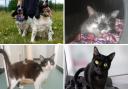 Can you give one of these animals at RSPCA Worcestershire a new home? (RSPCA/Canva)
