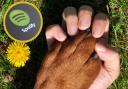 (Background) A person's hand holding a dog paw. ( Canva) ( Circle) Spotify logo (PA)
