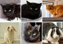 Can you rehome one of these 6 animals from RSPCA Worcestershire? (RSPCA/Canva)