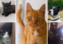 Could you rehome one of these animals? (RSPCA/Canva)