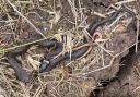 EMBRACE: Snakes on a farm - a snake and slow-worm (technically a legless lizard) cuddle up at Lower Smite Farm. Photo: Thomas Baylis.