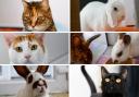 Can you rehome one of these animals?