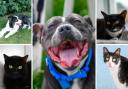 Can you give one of these animals a new home? (RSPCA/Canva)