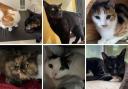 Can you rehome one of these 7 cats at RSPCA Wirral & Chester? (RSPCA/Canva)