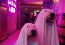 Dogs Spoony and Scampy all dressed up ahead of Tortugas' Halloween party