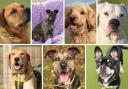These 7 dogs with Dogs Trust Evesham are looking for new homes